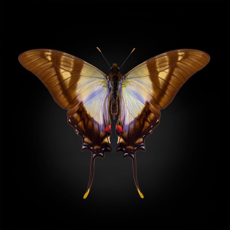 lepidoptera, papilionidae, eurytides serville, servilės drugys, sklandūnas Парусникphoto preview