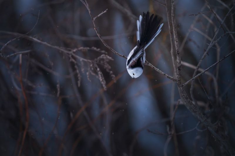 природа, лес, поля, огороды, животные, птицы, макро Ну и чем я не павлин ?photo preview