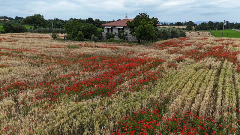 Маки, Италияphoto preview