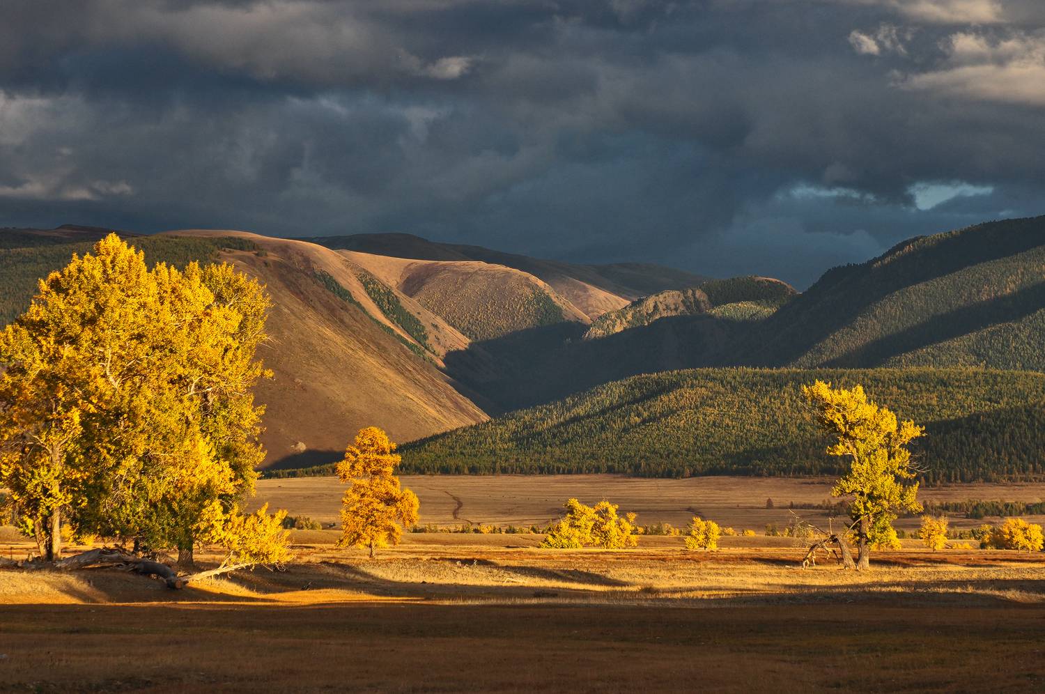 алтай, республика алтай, курайская степь, Галина Хвостенко