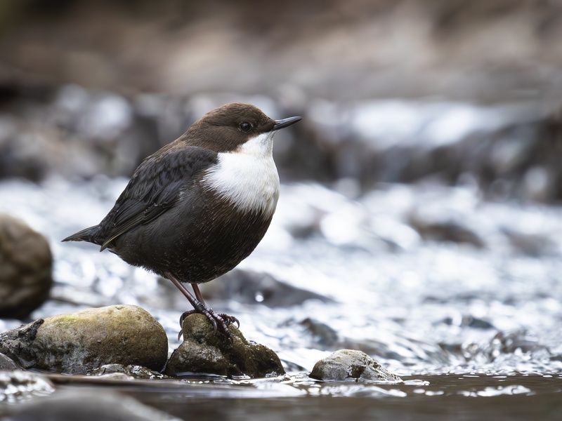 оляпка, птицы, cinclus cinclus Оляпыч из Кисловодска фото превью