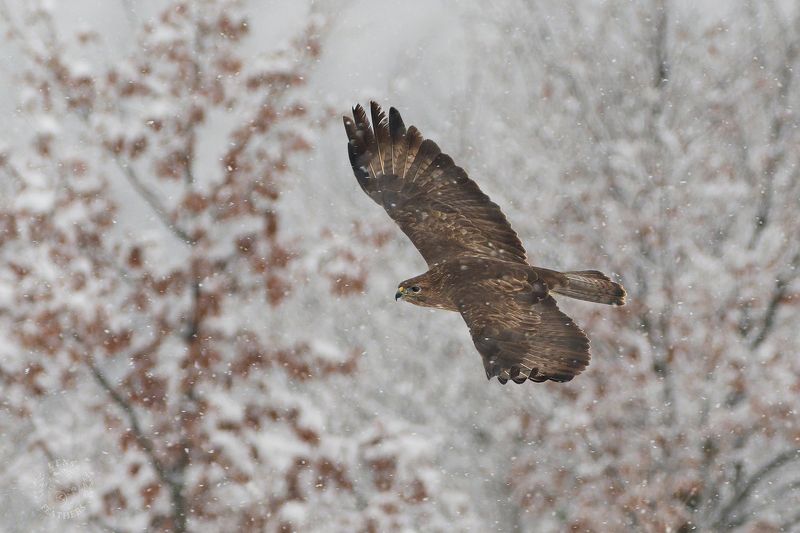 Обыкновенный канюк - Lens and Feathersphoto preview