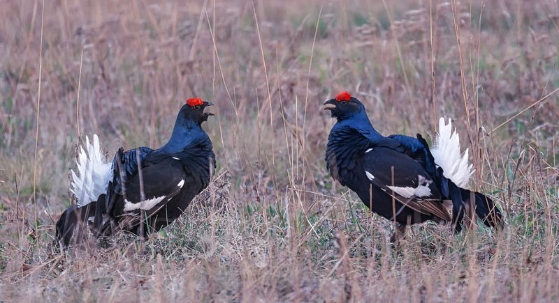 птица, тетерев, косач, ток, утро, На предрассветном току. (2 ФОТО)photo preview
