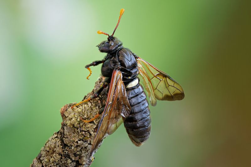 Пилильщик большой берёзовыйphoto preview