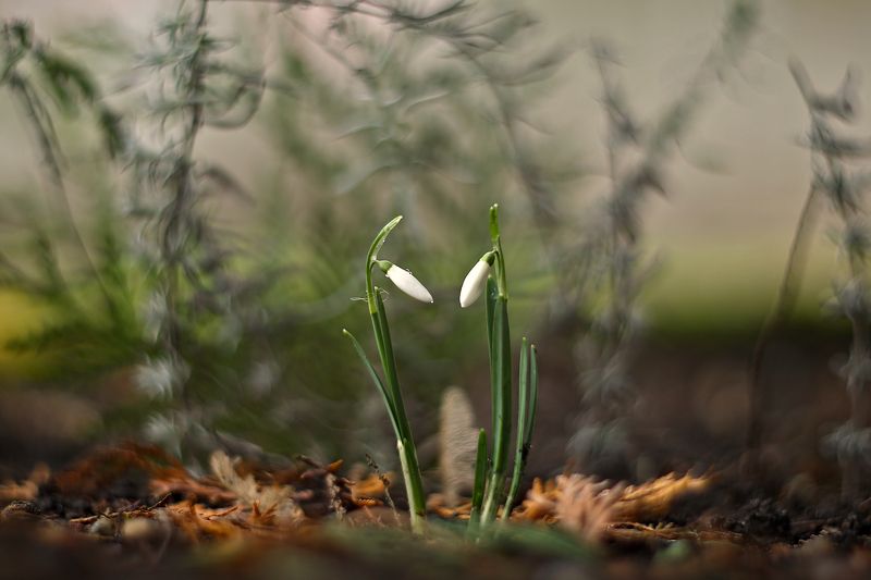 12 месяцев (23 января 2025)photo preview