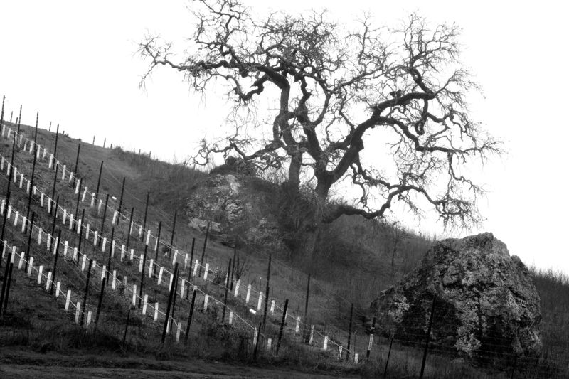 B/W Perspective Виноградник зимойphoto preview