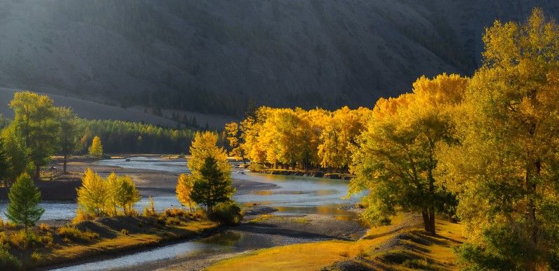 тополиная роща, чуя, алтай, осень Тополиная роща на берегу р.Чуя, Алтай. фото превью