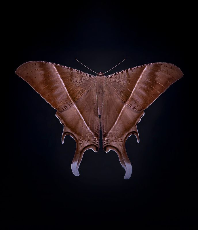 lepidoptera, uranidae, урания, lyssa zampa, uranija Лисса зампаphoto preview