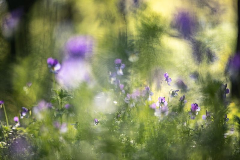 лесные фиалки, утро, воронеж, лес, весна, nikon d850, красота, sigma af 150 mm f/2.8 os apo ex dg macro hsm nikon Майский холст...photo preview