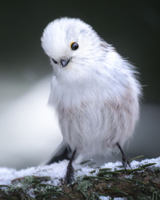 Длиннохвостая синица (Aegithalos caudatus) photo preview