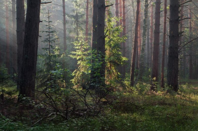 пейзаж лес утро туман вязниковский район Июньский лесphoto preview