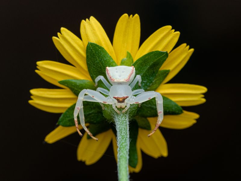 #macro #spider #outdoor The sun flowerphoto preview