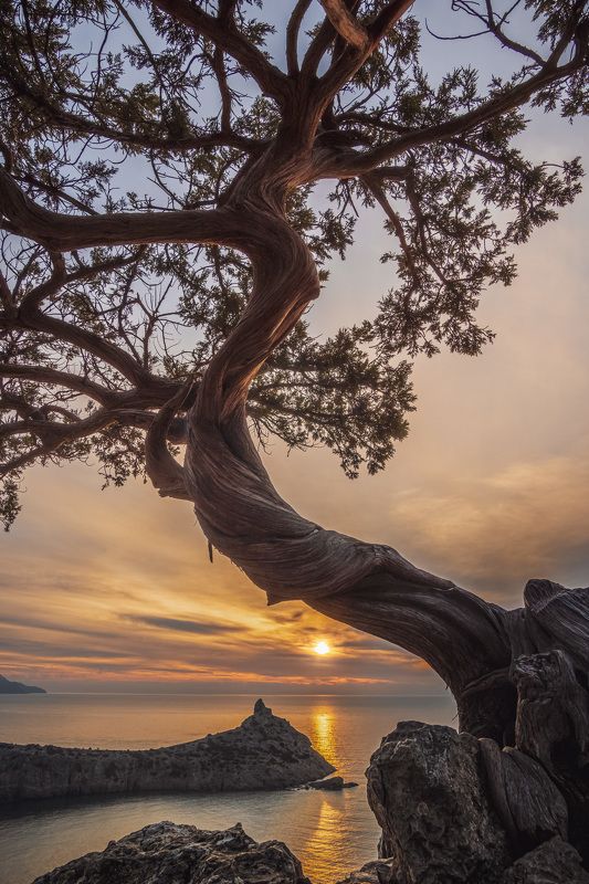 Одинокий можжевельник встречает рассветphoto preview