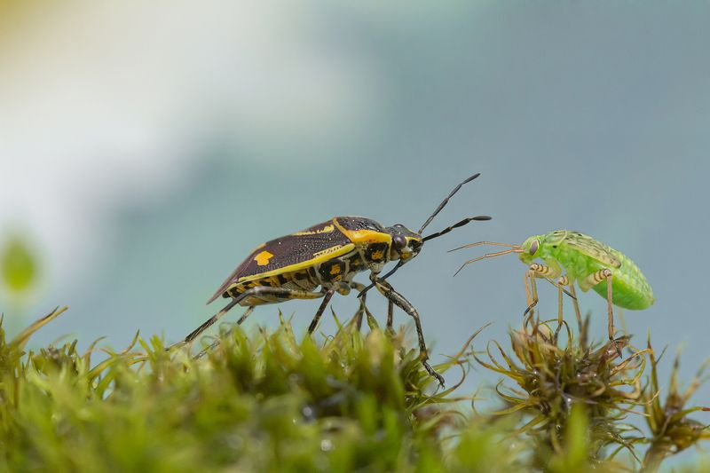 Встретились 2 вредителяphoto preview