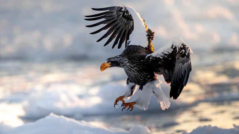 eagle, winter, dawn Fly at Dawnphoto preview