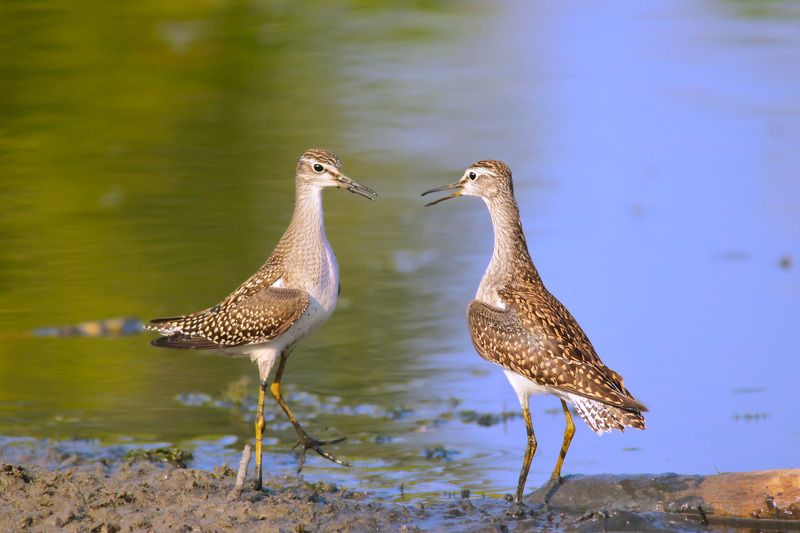 кулики, фифи, tringa glareola, Про фифи.photo preview