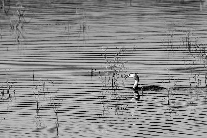 Чомгаphoto preview