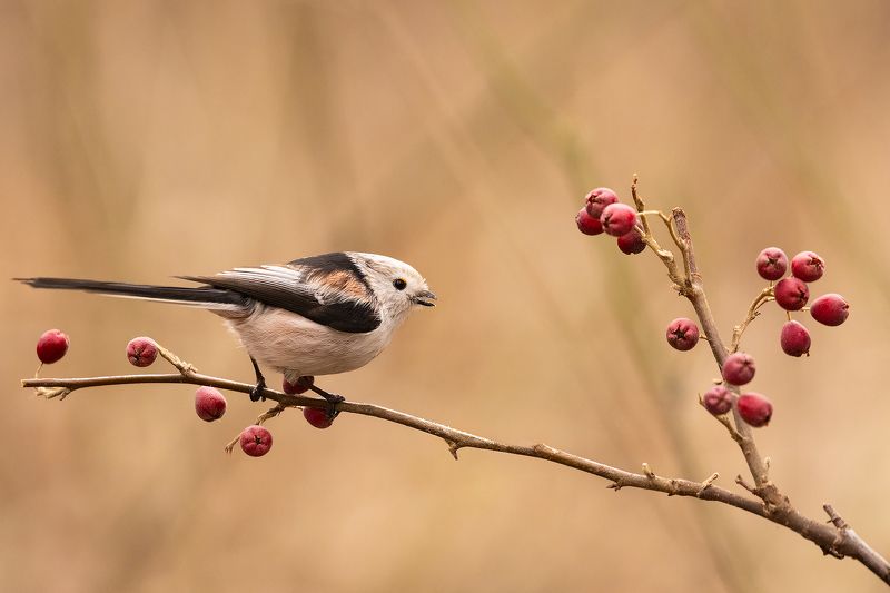T Long-tailed Tiphoto preview