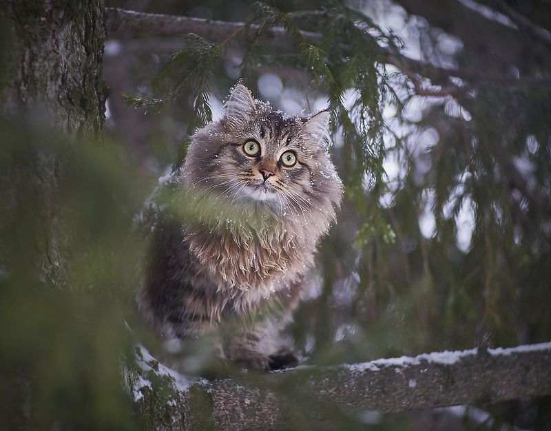 Тихо,идёт охота! фото превью