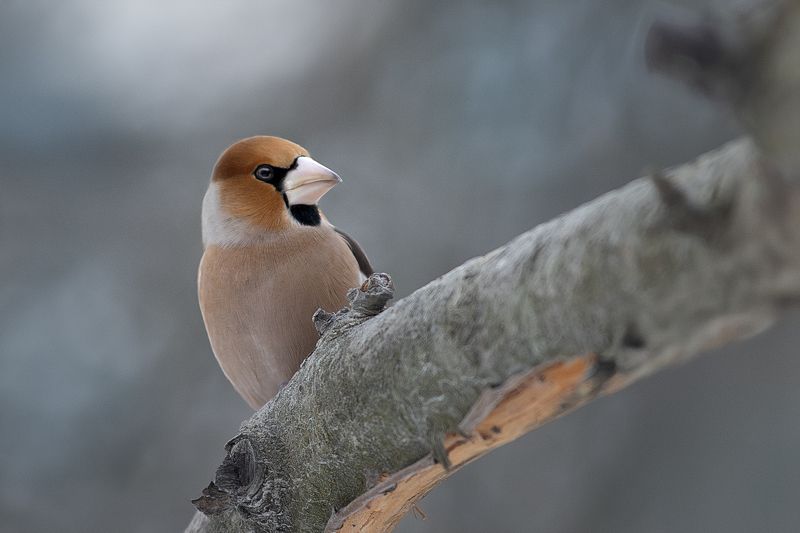Дубонос (птица-невидимка)photo preview