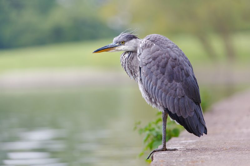 птица, фотоохота, цапля, природа, фауна Сераяphoto preview