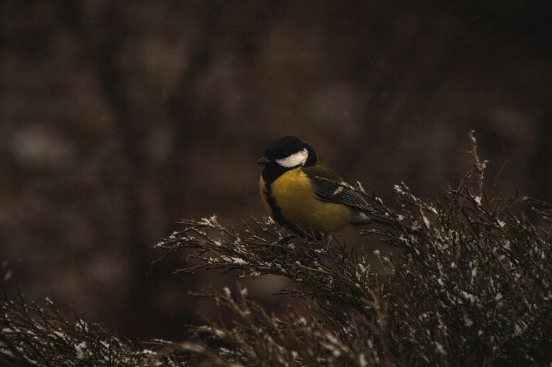 синицы, синички, птицы синички фото превью