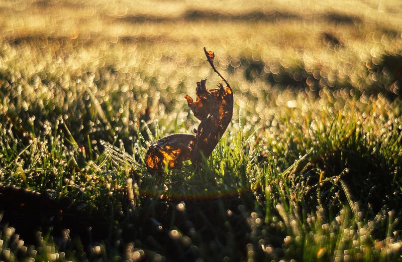 зима, крымская зима, природа, красота, атмосфера, роса, солнечный свет, солнце, утро, чудеса, капли, блеск, боке, винтажная оптика, юпитер-8, керчь, крым, россия В сиянии Крымской зимы.photo preview