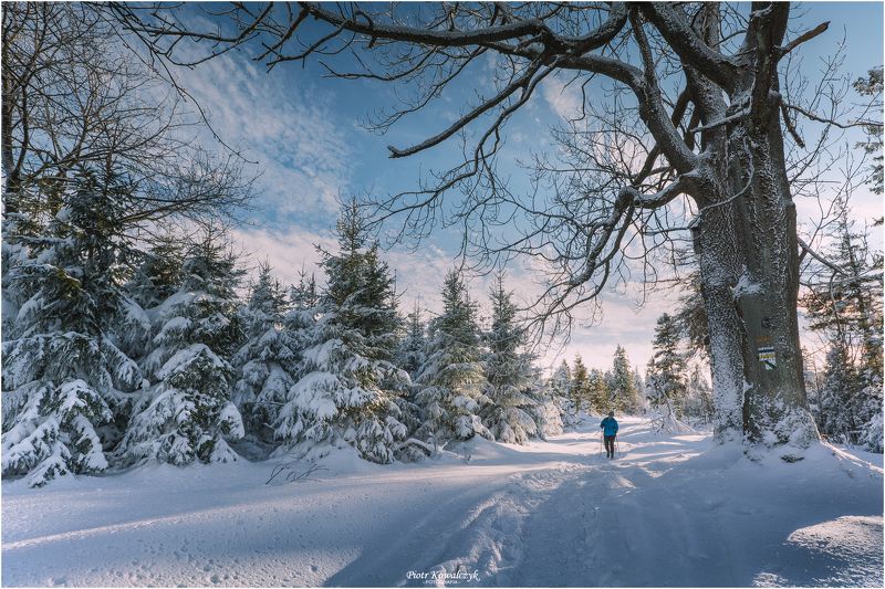 polska, zima, drzewo ***photo preview