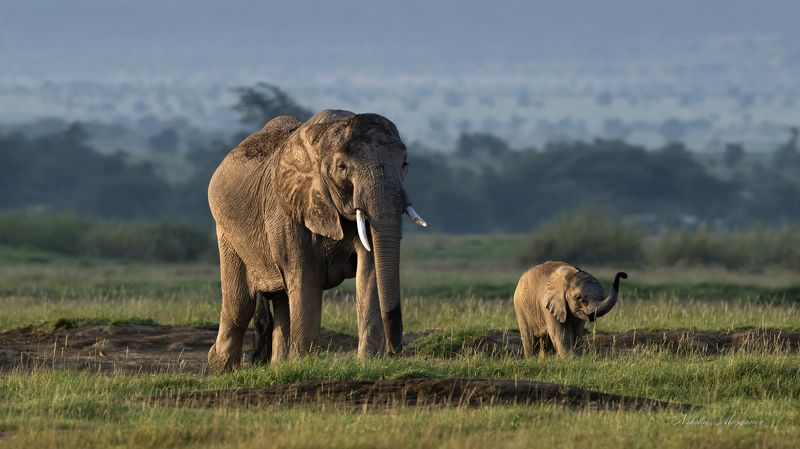 Слоны Амбоселиphoto preview