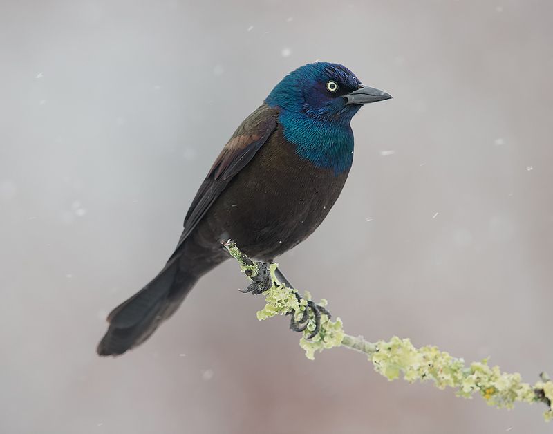 common grackle,  обыкновенный гракл, гракл, grackle, bird, wild, птицы, winter Common Grackle - Обыкновенный Граклphoto preview