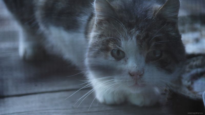 кот, cat, 16x9, cinematic, животные ...photo preview