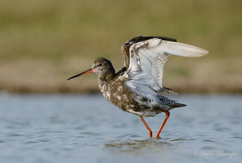 Щеголь с крыльямиphoto preview
