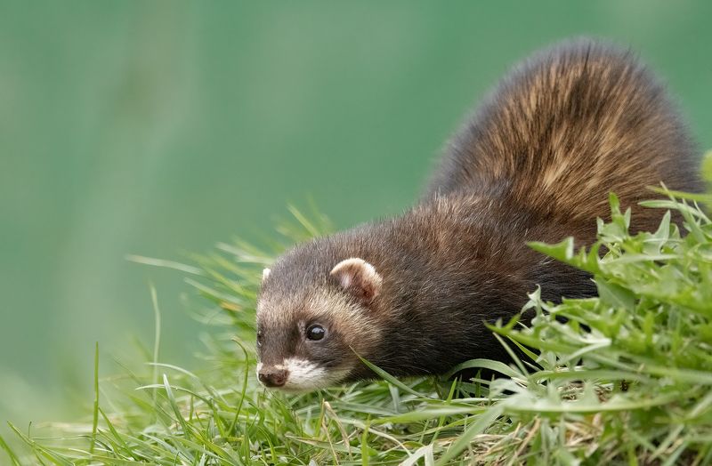 polecat, animals, mustelid, nature, wildlife, canon Polecatphoto preview