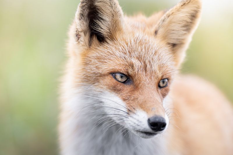 fox, wildlife, Sound of the fall seasonphoto preview