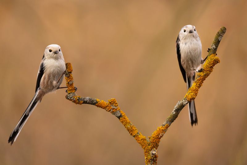 Long-tailed Tiphoto preview