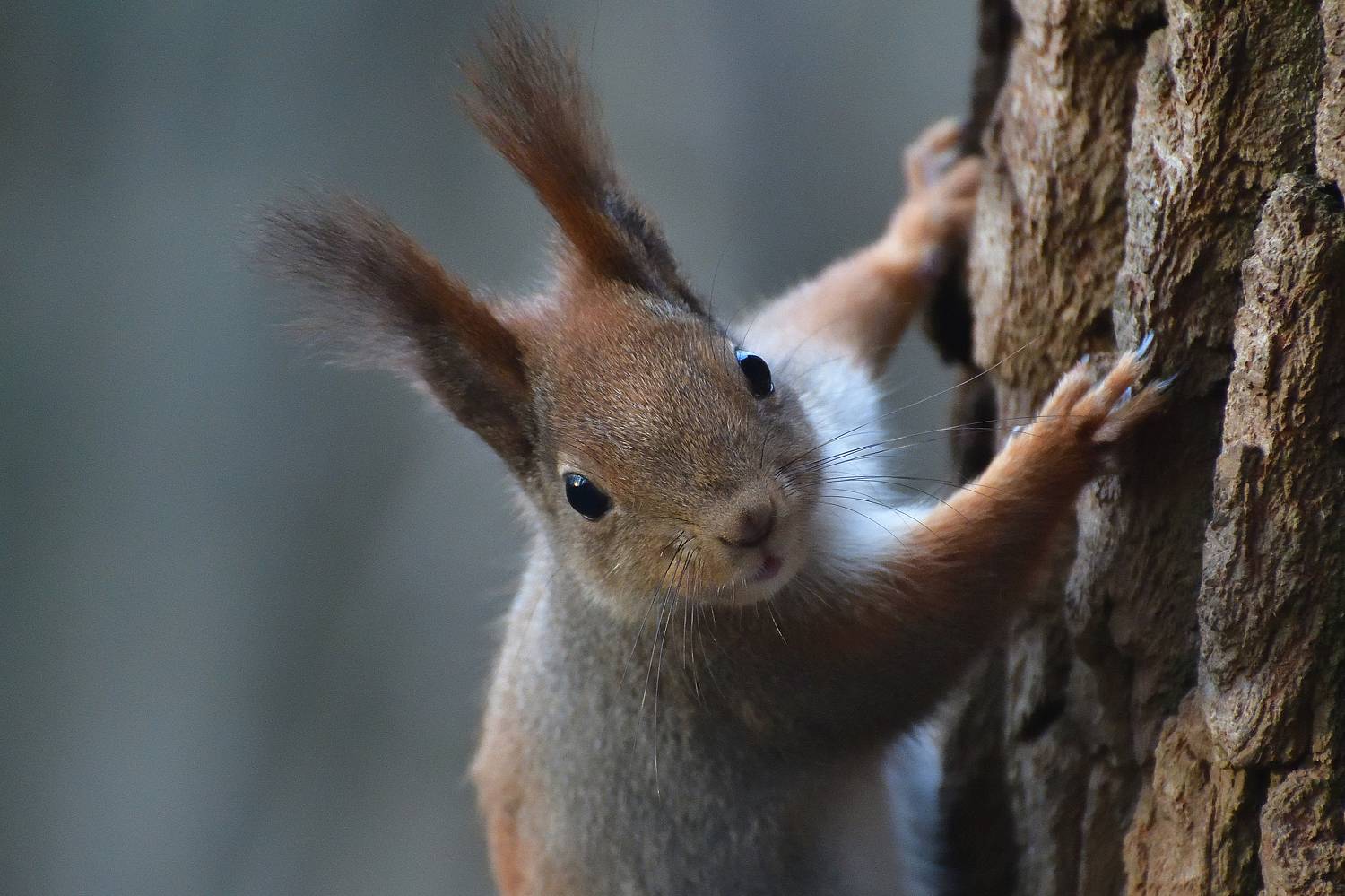 , Игорь Корнейчук