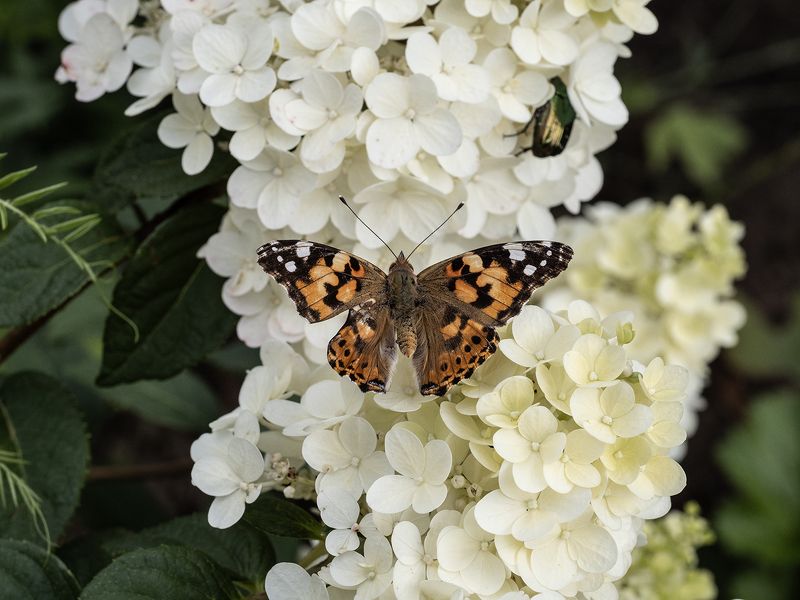 репейница,бабочка репейница на беломphoto preview