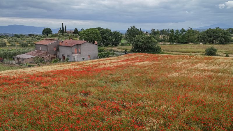 Маковое поле, Лацио, Италияphoto preview