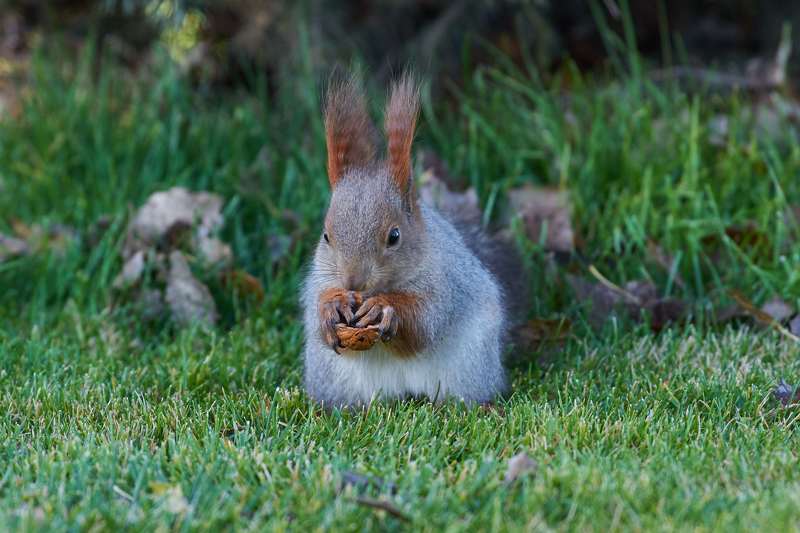 squirrel, volgograd, russia,  #photo preview