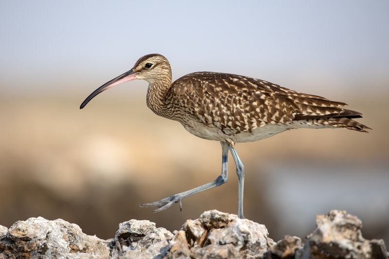 птица, фотоохота, кроншнеп, природа, фауна Кроншнепphoto preview