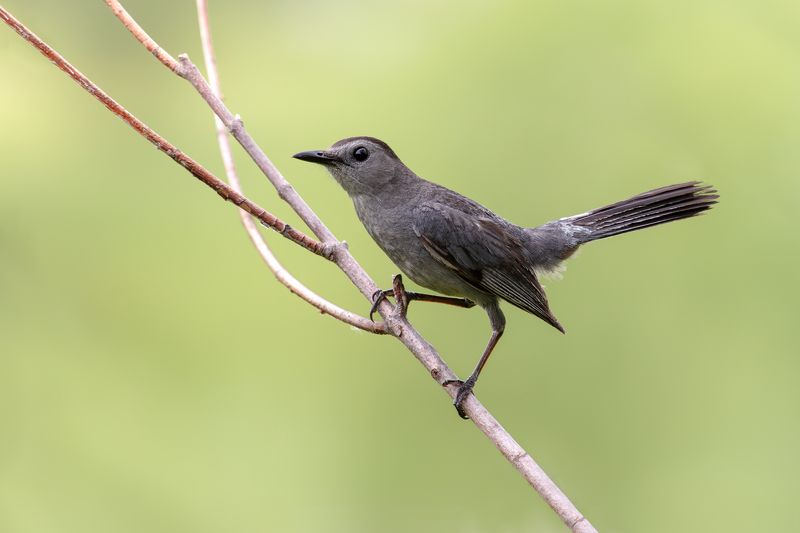 птица, фотоохота, пересмешник, природа, фауна Кошачий пересмешникphoto preview