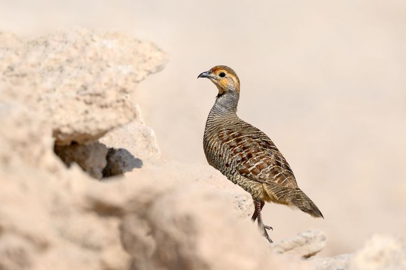 птица, фотоохота, турач, природа, фауна Серый турачphoto preview