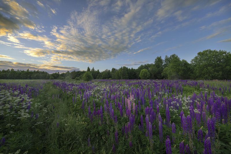 лето, люпины, пейзаж, небо, ленинградская область,  ленинградская область, ленобласть Летний вечер с люпинамиphoto preview