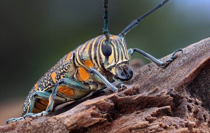 coleoptera, cerambycidae, zographus regalis Усатик фото превью
