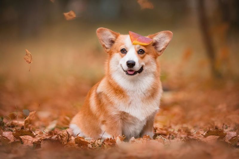 Осеннее настроениеphoto preview