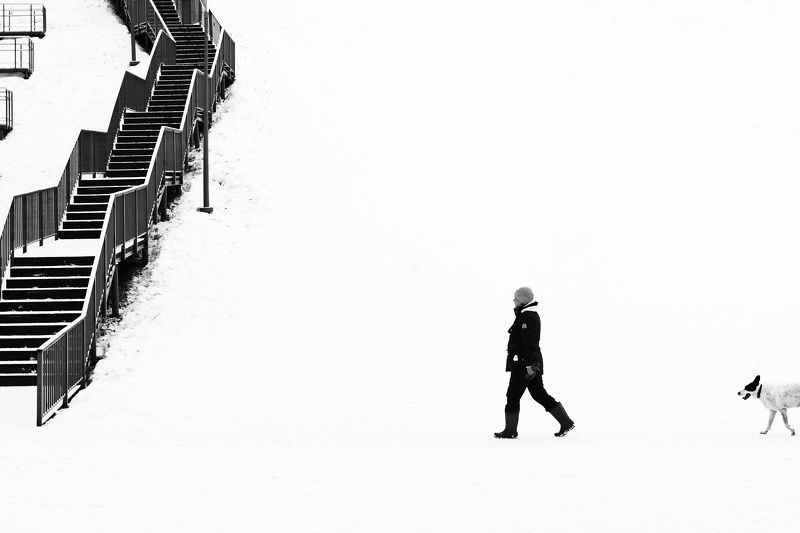 Собака - по зиме гулякаphoto preview