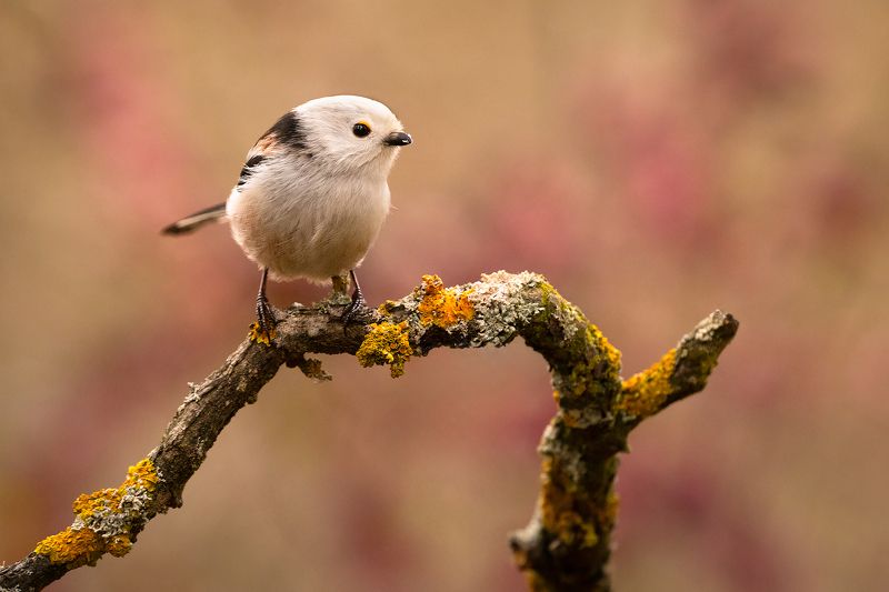 Long-tailed Tiphoto preview