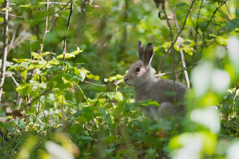 заяц, беляк, заяц-беляк, осень, лес, бор, новосибирск Сентябрьский зайчикphoto preview