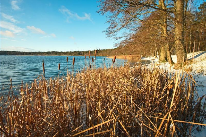 лес, озеро, камыши, свитязь, беларусь Между осенью и зимойphoto preview
