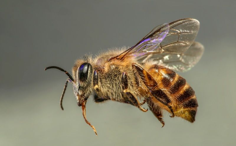 Macro Photographyphoto preview